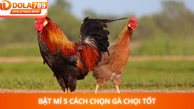 Bật mí 5 cách chọn gà chọi tốt