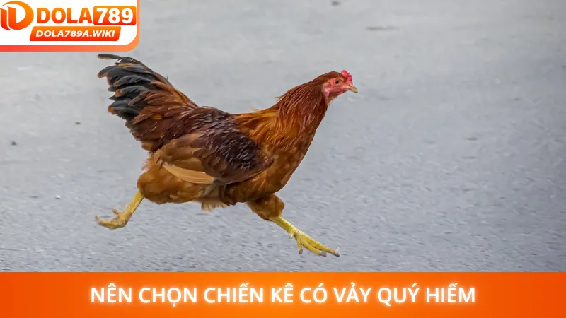 Nên chọn chiến kê có vảy quý hiếm