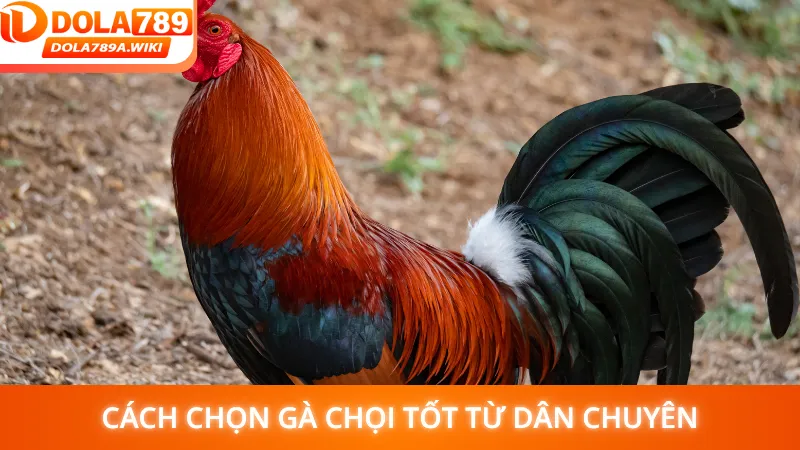 Cách chọn gà chọi tốt từ dân chuyên