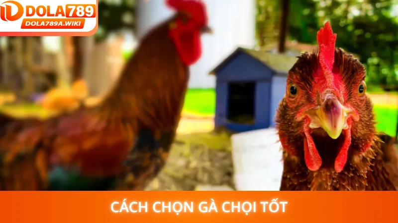 Cách chọn gà chọi tốt