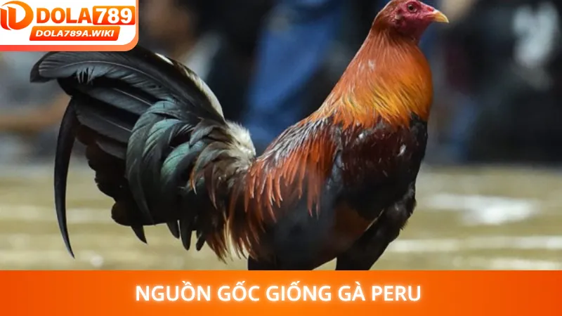 Nguồn gốc giống gà Peru 