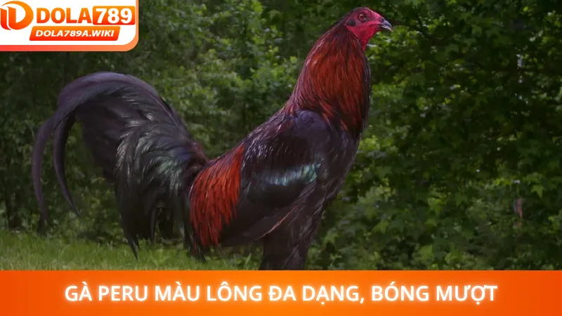 Gà Peru màu lông đa dạng, bóng mượt