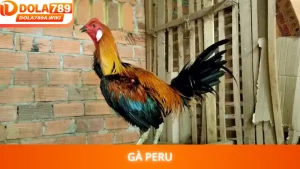 Gà Peru