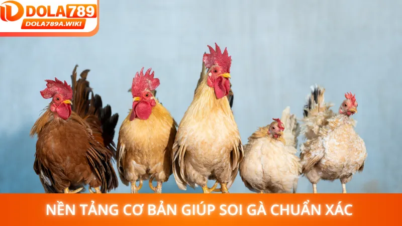Nền tảng cơ bản giúp soi gà chuẩn xác 