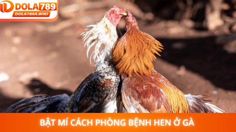 Bật mí cách phòng bệnh hen ở gà 