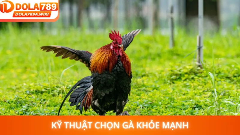Kỹ thuật chọn gà khỏe mạnh