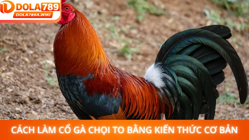 Cách làm cổ gà chọi to bằng kiến thức cơ bản