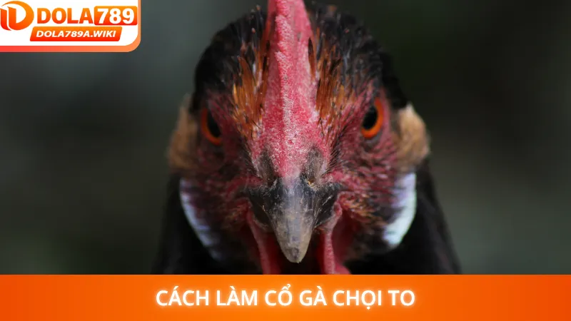 Cách Làm Cổ Gà Chọi To