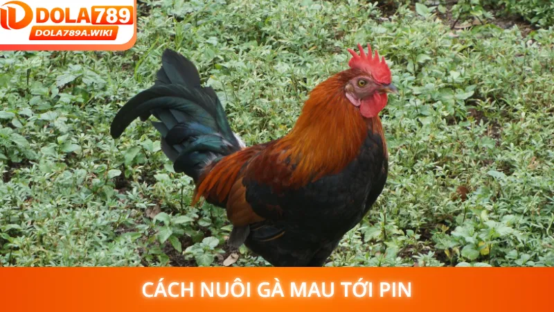 Cách nuôi gà mau tới pin giúp gà luôn sung mãn, khỏe mạnh