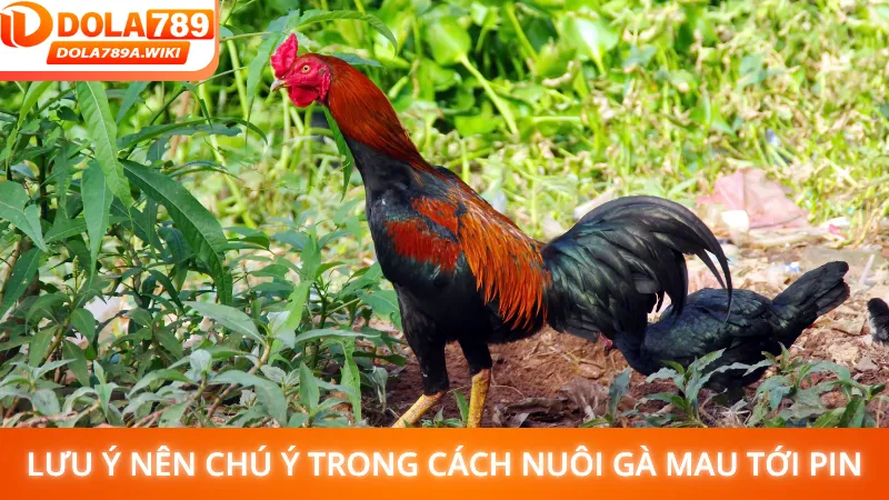 Lưu ý nên chú ý trong cách nuôi gà mau tới pin