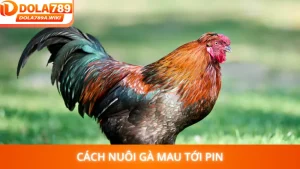 Cách Nuôi Gà Mau Tới Pin