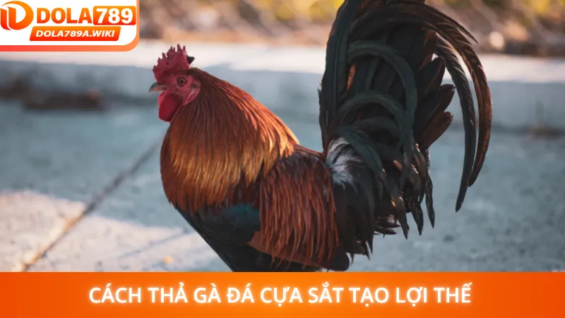 Cách thả gà đá cựa sắt tạo lợi thế trong cuộc chiến
