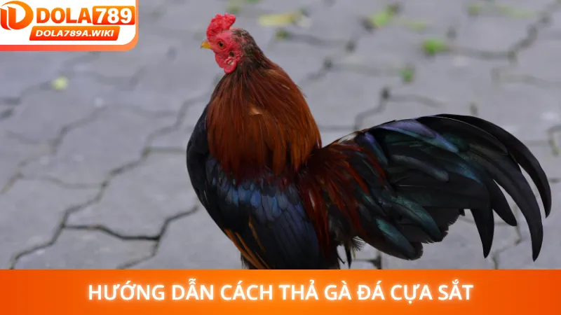 Hướng dẫn cách thả gà đá cựa sắt