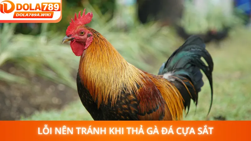 Lỗi nên tránh khi thả gà đá cựa sắt