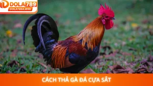 Cách Thả Gà Đá Cựa Sắt