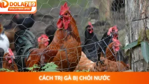 Cách Trị Gà Bị Chói Nước