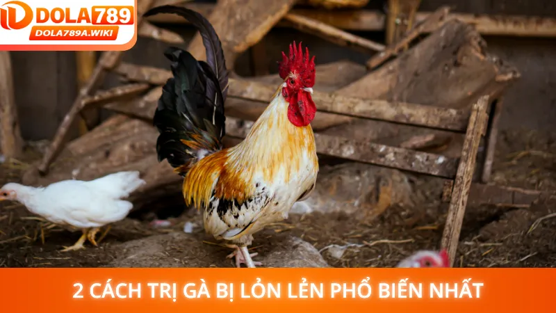 2 cách trị gà bị lỏn lẻn phổ biến nhất