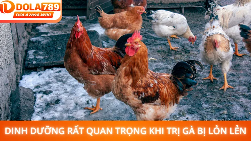 Dinh dưỡng quan trọng trong cách cách trị gà bị lỏn lẻn