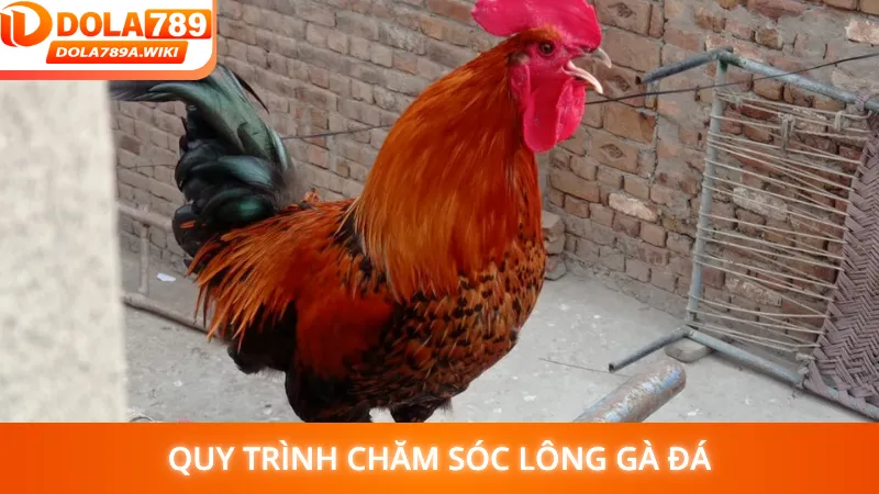Quy trình chăm sóc lông gà đá