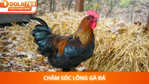 Chăm Sóc Lông Gà Đá