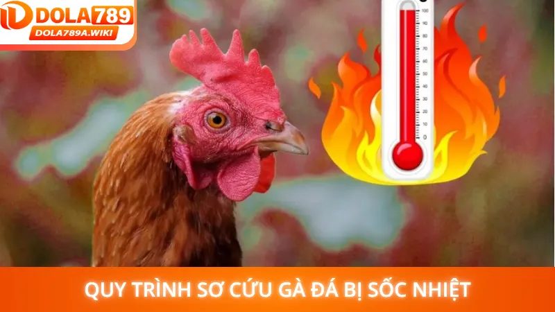 Quy trình sơ cứu gà đá bị sốc nhiệt