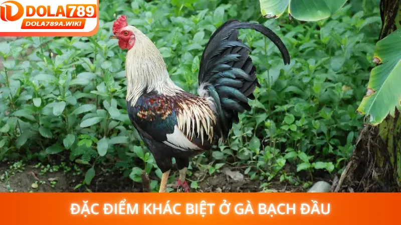 Đặc điểm khác biệt ở gà bạch đầu