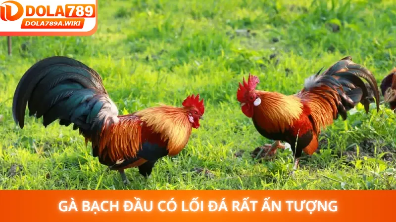 Gà bạch đầu có lối đá rất ấn tượng