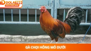 Gà Chọi Hỏng Mỏ Dưới