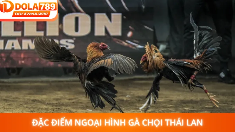 Đặc điểm ngoại hình gà chọi Thái Lan