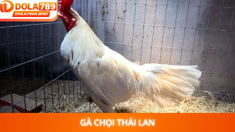 Gà Chọi Thái Lan
