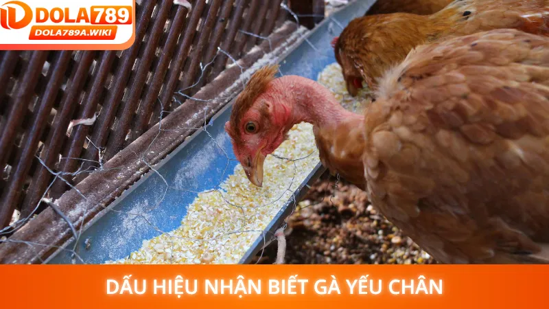Dấu hiệu nhận biết gà yếu chân