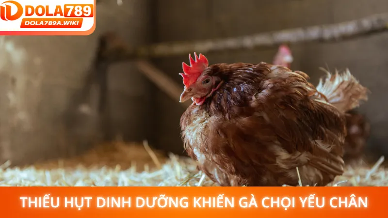 Thiếu hụt dinh dưỡng khiến gà chọi yếu chân