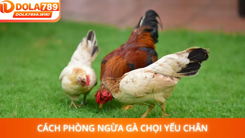 Cách phòng ngừa gà chọi yếu chân