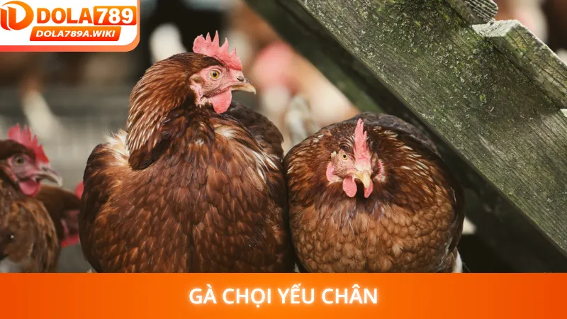 Gà Chọi Yếu Chân