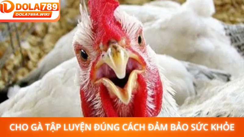 Cho gà tập luyện đúng cách đảm bảo sức khỏe