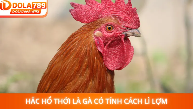 Hắc Hổ Thới là gà có tính cách lì lợm