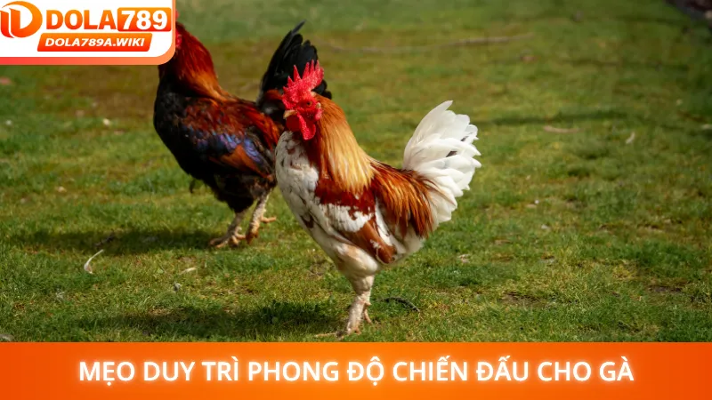 Mẹo duy trì phong độ chiến đấu cho gà