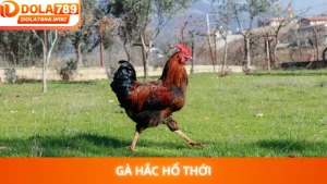 Gà Hắc Hổ Thới