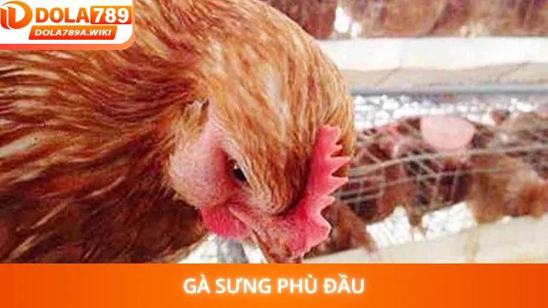 Gà Sưng Phù Đầu
