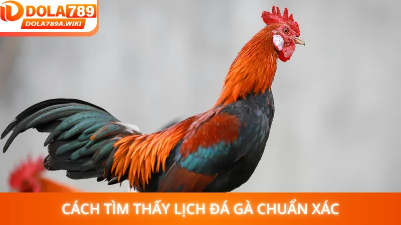 Cách tìm thấy lịch đá gà chuẩn xác