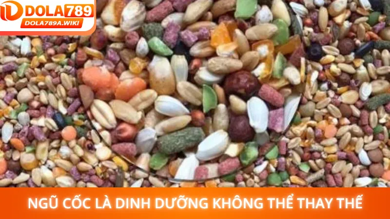 Ngũ cốc cho gà đá là dinh dưỡng không thể thay thế