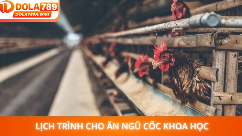 Dola789 chia sẻ lịch trình cho ăn ngũ cốc khoa học