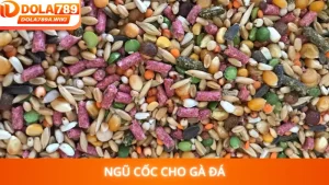 Ngũ Cốc Cho Gà Đá