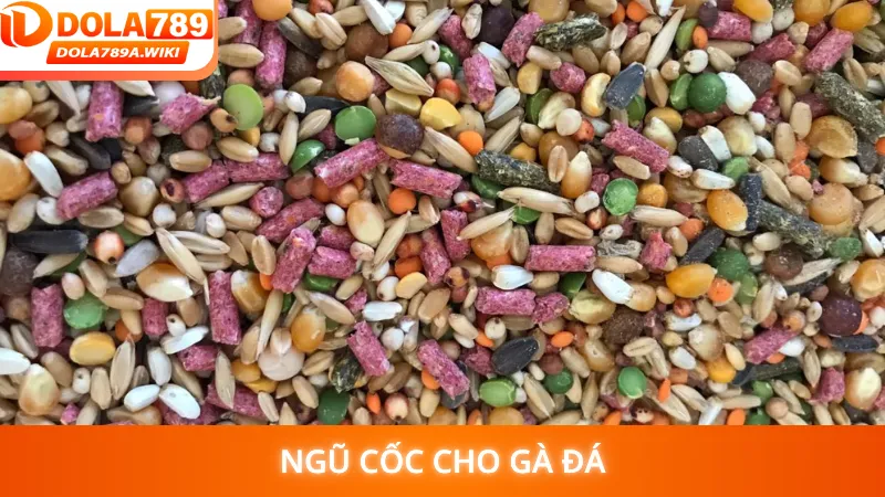 Ngũ Cốc Cho Gà Đá