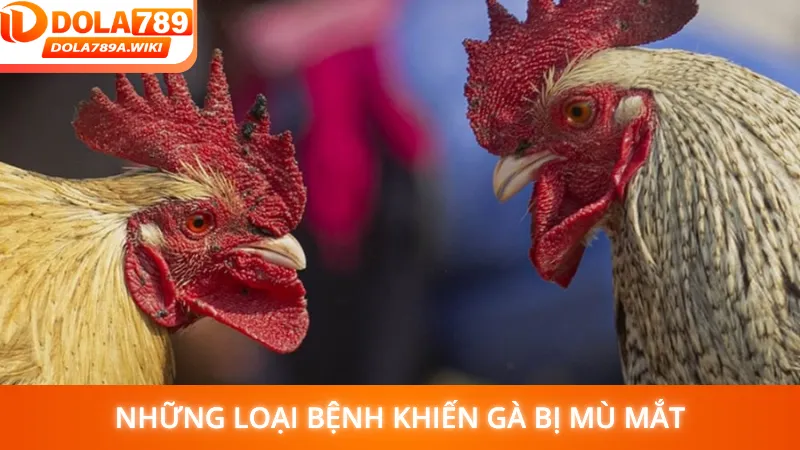 Những Loại Bệnh Khiến Gà Bị Mù Mắt