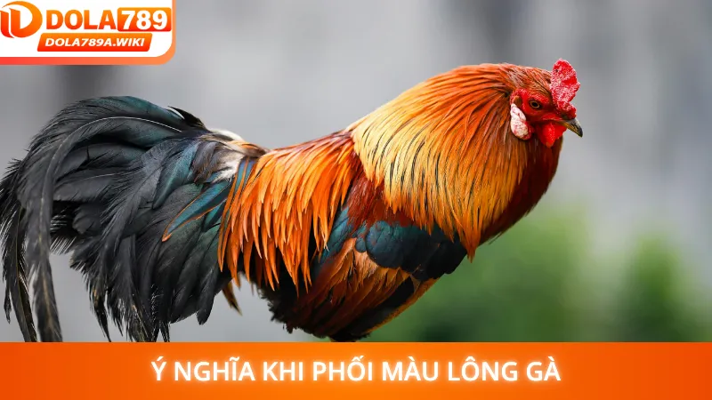 Ý nghĩa khi phối màu lông gà